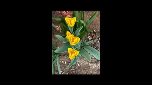 Video Thumbnail Video Thumbnail